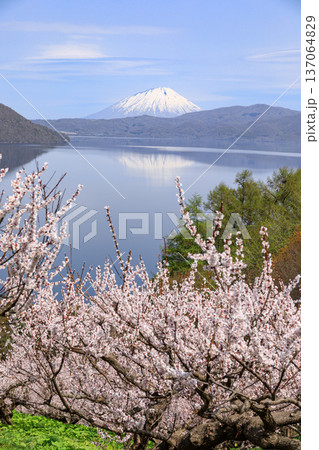 北海道壮瞥町、満開の梅に包まれた壮瞥公園から眺める羊蹄山と洞爺湖【5月】 137064829