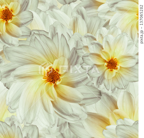 Seamless floral  background.  Flowers dahlias  and petals. Close up. 137065282