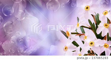 Bouquet of   white daffodil flowers. Floral spring background. Close-up. Nature. 137065283