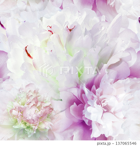 Seamless floral  background. Flowers peonies and petals peonies. Close up. 137065546