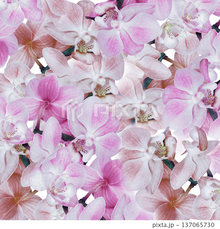 Phalaenopsis  flowers.  Floral background.  Closeup. Nature. 137065730