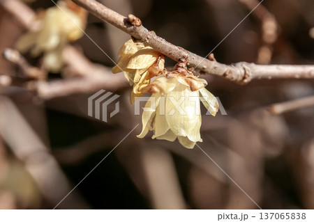 花柄がなく枝に直接咲くソシンロウバイの花【素心蝋梅】 花柄がなく枝に直接咲くソシンロウバイの花【素心蝋梅】 137065838