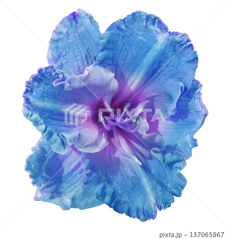 Lily  flower  on white isolated background with clipping path.  Closeup. For design.  Nature. 137065867
