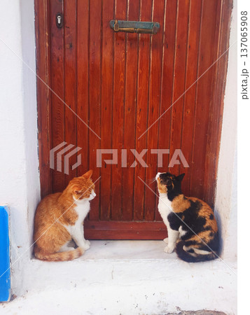 Two Cats Sitting in Front of Red Wooden Door in Mykonos Greece 137065908