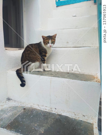 Cat Sitting on White Steps in Mykonos Greece Cat Sitting on White Steps in Mykonos Greece 137065913