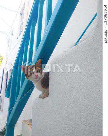 Cat Sitting on White Steps in Mykonos Greece Cat Sitting on White Steps in Mykonos Greece 137065914