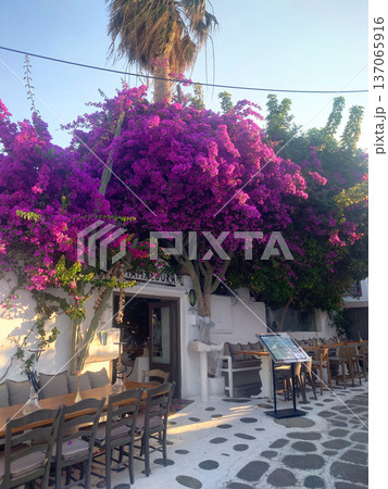 Outdoor Cafe Under Pink Bougainvillea in Mykonos Greece Outdoor Cafe Under Pink Bougainvillea in Mykonos Greece 137065916