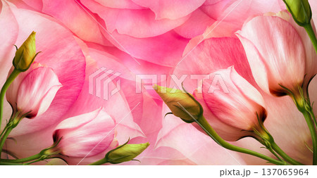 Roses flowers. Floral spring background. Close-up. Nature. 137065964