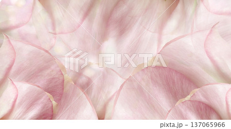 Roses flowers. Floral spring background. Close-up. Nature. Roses flowers. Floral spring background. Close-up. Nature. 137065966