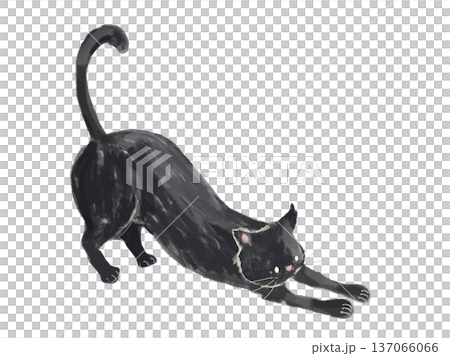 Vector illustration of a black cat stretching its back 137066066