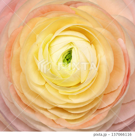 Rose flower  on a white isolated background with clipping path. Closeup. For design. Nature. 137066116