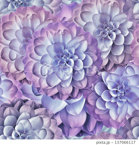 Seamless floral spring background. Dahlias flowers and petals. Close-up. Nature. Seamless floral spring background. Dahlias flowers and petals. Close-up. Nature. 137066117