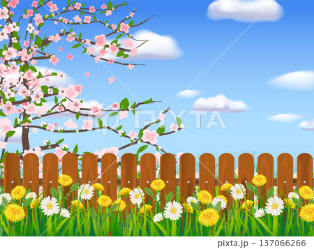Spring landscape field green grass, blooming tree, daisy, dandelion flowers, white fence, clouds 137066266