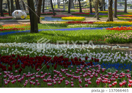 チューリップが咲き乱れる公園 137066465