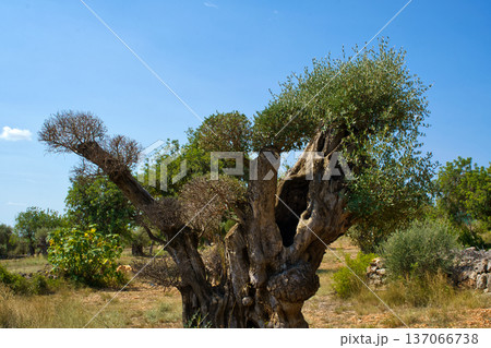A majestic, ancient olive tree stands weathered and hollowed with age in the rugged landscape of Sierra de Godall, Catalonia, Spain A majestic, ancient olive tree stands weathered and hollowed with age in the rugged landscape of Sierra de Godall, Catalonia, Spain 137066738