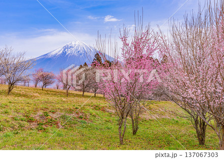 （静岡県）白糸自然公園　満開の梅林越しに富士山 137067303