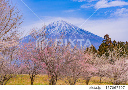 (静岡県)白糸自然公園 満開の梅林越しに富士山 (静岡県)白糸自然公園 満開の梅林越しに富士山 137067307