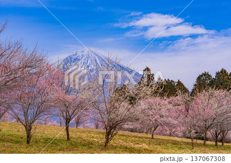 (静岡県)白糸自然公園 満開の梅林越しに富士山 (静岡県)白糸自然公園 満開の梅林越しに富士山 137067308