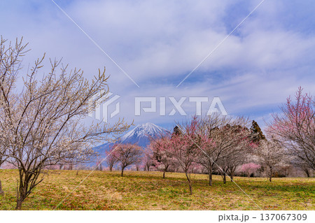 (静岡県)白糸自然公園 満開の梅林越しに富士山 (静岡県)白糸自然公園 満開の梅林越しに富士山 137067309
