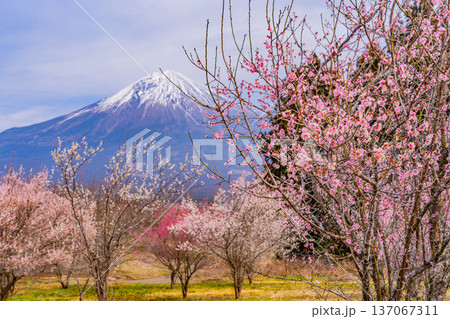 （静岡県）白糸自然公園　満開の梅林越しに富士山 137067311