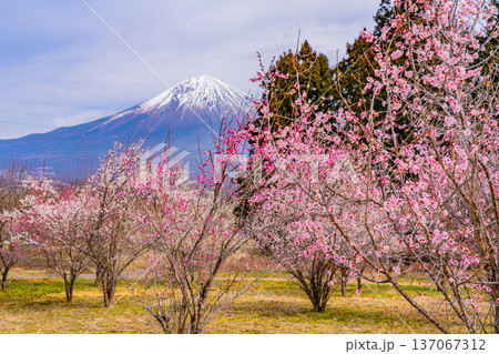 （静岡県）白糸自然公園　満開の梅林越しに富士山 137067312