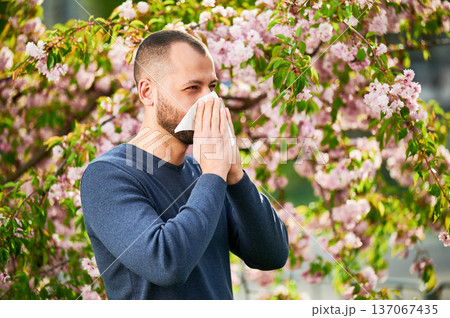 Man allergic suffering from seasonal allergy at spring in blossoming garden at springtime. Man sneezing and blowing nose using nasal handkerchief in front of blooming tree. Spring allergy concept. Man allergic suffering from seasonal allergy at spring in blossoming garden at springtime. Man sneezing and blowing nose using nasal handkerchief in front of blooming tree. Spring allergy concept. 137067435