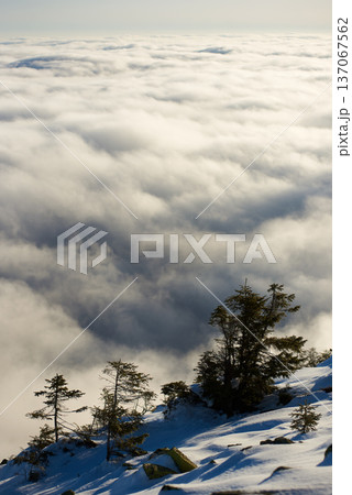 Snow-covered mountain slope with scattered rocks and trees. Landscape bathed in soft sunlight, while dense layer of clouds stretches out below, creating dramatic and ethereal scene. Snow-covered mountain slope with scattered rocks and trees. Landscape bathed in soft sunlight, while dense layer of clouds stretches out below, creating dramatic and ethereal scene. 137067562