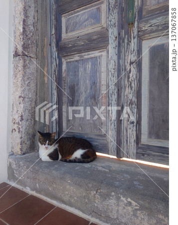 Street Cat Resting by Wooden Door 137067858