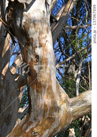 サルスベリの幹の木肌 137067899