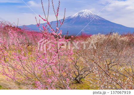 (静岡県)白糸地区の梅林越しに富士山 (静岡県)白糸地区の梅林越しに富士山 137067919