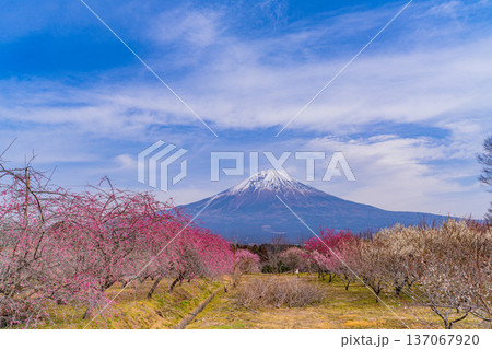 (静岡県)白糸地区の梅林越しに富士山 (静岡県)白糸地区の梅林越しに富士山 137067920