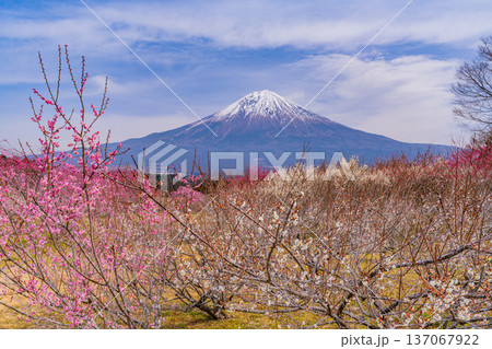 （静岡県）白糸地区の梅林越しに富士山 137067922