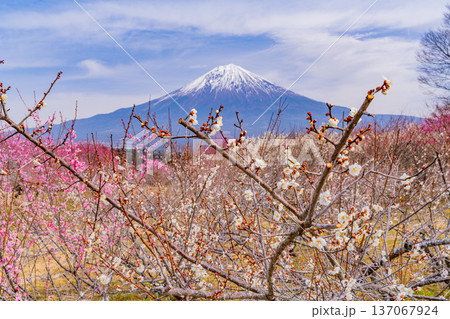 (静岡県)白糸地区の梅林越しに富士山 (静岡県)白糸地区の梅林越しに富士山 137067924