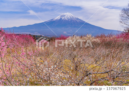 (静岡県)白糸地区の梅林越しに富士山 (静岡県)白糸地区の梅林越しに富士山 137067925
