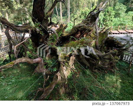 Xitou Fallen Sacred Tree Forest Landmark Taiwan 137067973