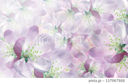 Floral spring background. Petals flowers. Close-up. Nature. Floral spring background. Petals flowers. Close-up. Nature. 137067988