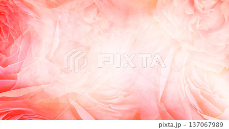 Roses flowers. Floral spring background. Close-up. Nature. 137067989