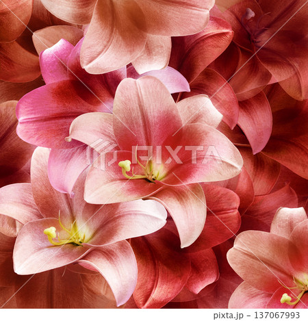 Spring floral background. Bouquet of lilies. Pink flower petals. Close-up. Nature. Spring floral background. Bouquet of lilies. Pink flower petals. Close-up. Nature. 137067993