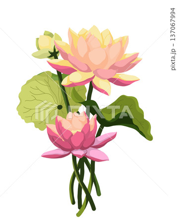 pink lotus flower isolated on white 137067994