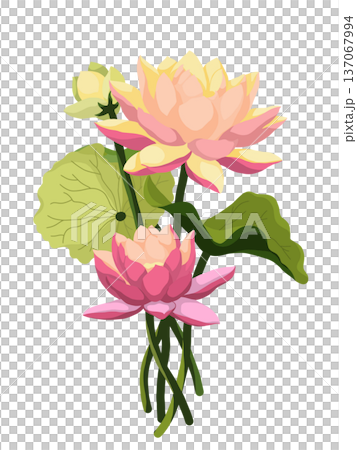 pink lotus flower isolated on white 137067994