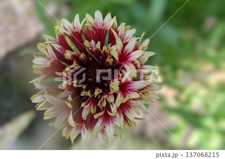ガイラルディアの花　クローズアップ 137068215