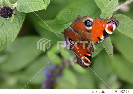 葉にとまる1羽のクジャクチョウ アップ 葉にとまる1羽のクジャクチョウ アップ 137068218