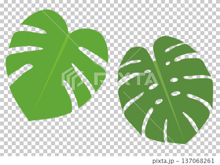 Green monstera leaf icon set 137068261