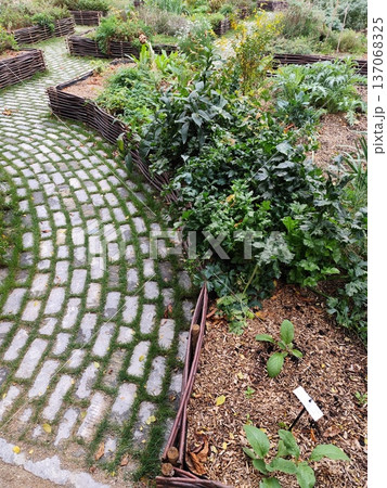 Flowerbed path way in the garden. Grow a greens root crop Flowerbed path way in the garden. Grow a greens root crop 137068325
