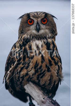 A majestic Eurasian eagle-owl perched on a tree branch surrounded by vibrant autumn colors. 137068337