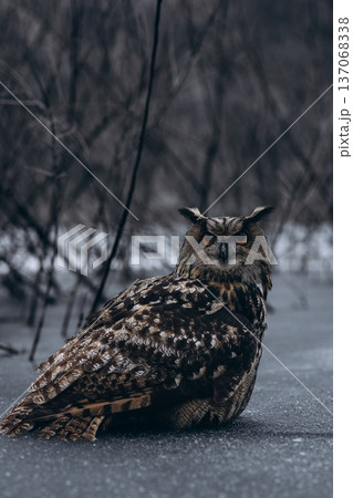 A majestic Eurasian eagle-owl perched on a tree branch surrounded by vibrant autumn colors. A majestic Eurasian eagle-owl perched on a tree branch surrounded by vibrant autumn colors. 137068338