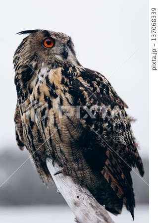 A majestic Eurasian eagle-owl perched on a tree branch surrounded by vibrant autumn colors. A majestic Eurasian eagle-owl perched on a tree branch surrounded by vibrant autumn colors. 137068339