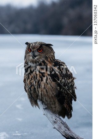 A majestic Eurasian eagle-owl perched on a tree branch surrounded by vibrant autumn colors. A majestic Eurasian eagle-owl perched on a tree branch surrounded by vibrant autumn colors. 137068342