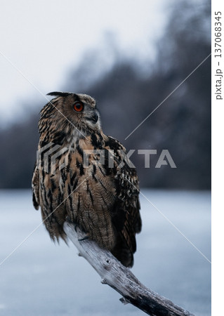 A majestic Eurasian eagle-owl perched on a tree branch surrounded by vibrant autumn colors. A majestic Eurasian eagle-owl perched on a tree branch surrounded by vibrant autumn colors. 137068345