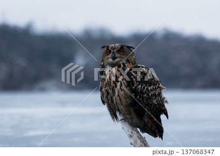 A majestic Eurasian eagle-owl perched on a tree branch surrounded by vibrant autumn colors. A majestic Eurasian eagle-owl perched on a tree branch surrounded by vibrant autumn colors. 137068347